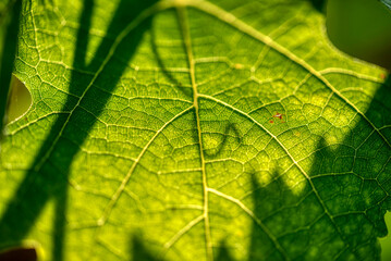 A Close up view of a Vineyard on a hill at sunset