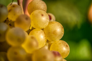 wine grapes in vineyard