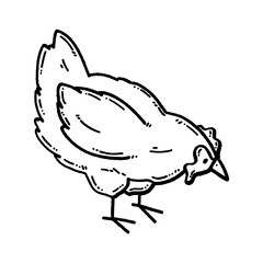 svg chicken doodle element set
