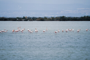 Flamingos in the Göksu lake delta Mersin