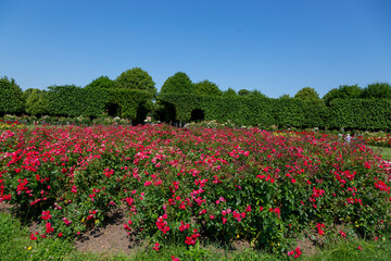 Rose Garden in Schoenbrunn Palace Park