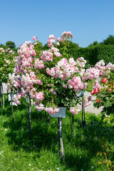 Rose Garden in Schoenbrunn Palace Park