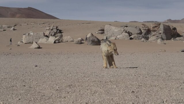 culpeo, Lycalopex culpaeus, also Andean fox, is jackal native to high altitudes of the Altiplano in the andes mountains of Bolivia, strolling around the arbol de piedrs, a popular tourist destination.