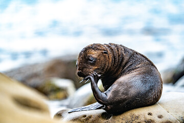 Baby Sea Lion