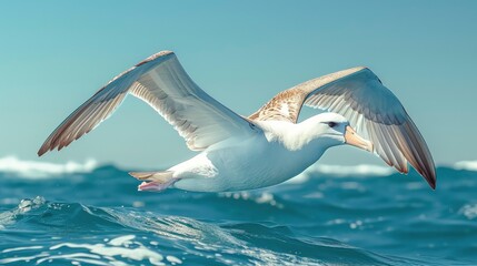 Fototapeta na wymiar Albatross Against Clear Blue Sky Over, Background Banner HD