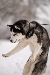 Walking with your pet husky in the park in winter. Friendship with a dog. Breeding and keeping a husky dog.
