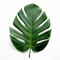 dark green leaf isolated on a white background, heidi swapp