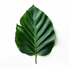 dark green leaf isolated on a white background, heidi swapp