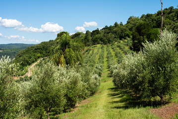 landscape in the mountains
