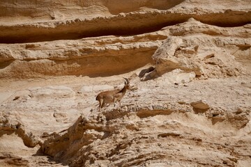 ibex climbing canyon wall