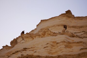 desert condors