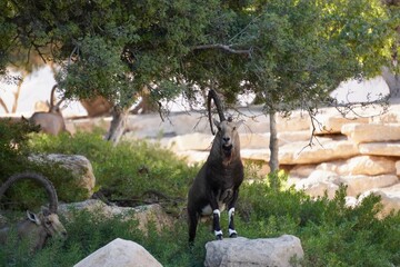 Ibex at Ben Gurion's desert home