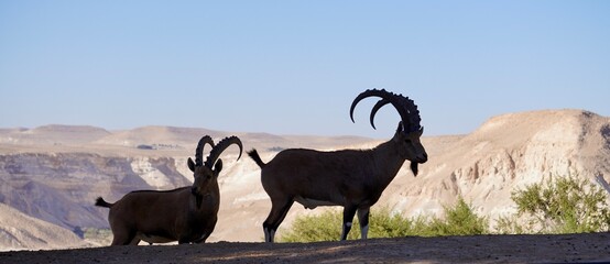 ibexes in silhouette