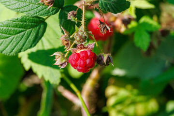 berries of a raspberry