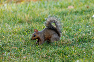 squirrel foraging