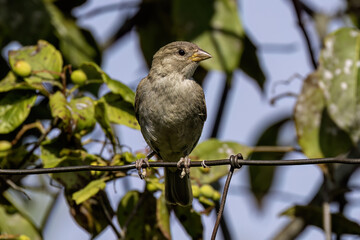 The house sparrow (Passer domesticus) on a fence