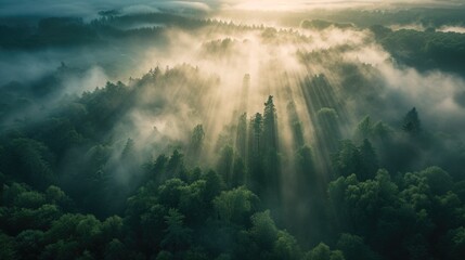Mystical Forest at Sunrise with Sunbeams Through Mist