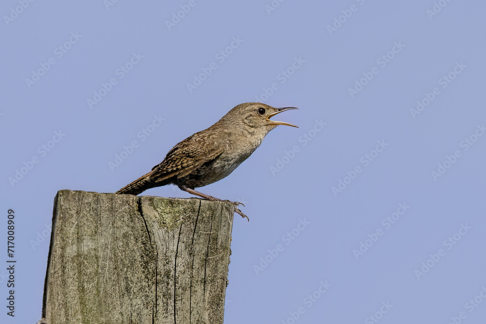 Wall mural The house wren (Troglodytes aedon) perched on fence