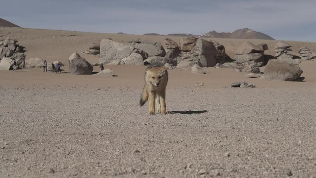 culpeo, Lycalopex culpaeus, also Andean fox, is jackal native to high altitudes of the Altiplano in the andes mountains of Bolivia, strolling around the arbol de piedrs, a popular tourist destination.