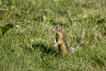 Naklejka na ściany i meble Thirteen-Lined Ground Squirrel - (Spermophilus tridecemlineatus ) on the Meadow