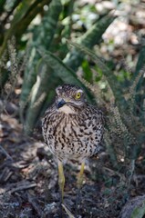 Spotted thick-knee (Burhinus Capensis) 