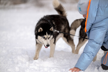 Walking with your pet husky in the park in winter. Friendship with a dog. Breeding and keeping a husky dog.