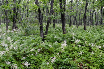 Obraz premium The forest on the Bruce Peninsula in Peter the Great Bay. Primorsky Krai