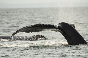 Humpback whales travelling 