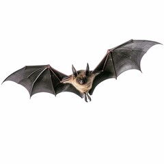 flying bat isolated on white background