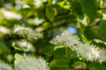 Cornus sanguinea - red dog plant with flower and full leaf. Cornus drummondii, with tiny white flowers. Flowering shrub of Cornus controversy in the spring garden.	