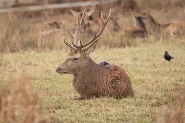 stag in the park 