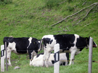 Several black and white cows graze on green grass behind a fence