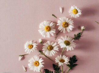 Daisies closeup isolated on pink background