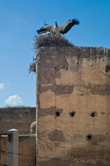 Stork couple sits on their nest and feeds their young, one of the storks flaps its wings. Fortified citadel of Meknes, Morocco. Stop and breeding place for storks