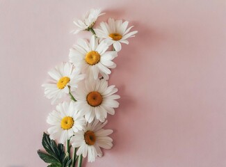 Daisies closeup isolated on pink background
