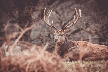 deer in the park 