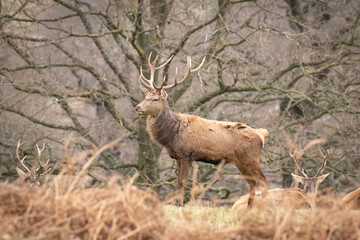 deer in the country park 