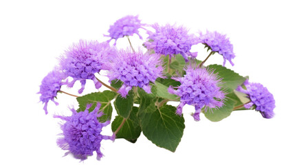 Ageratum flower on a transparent background