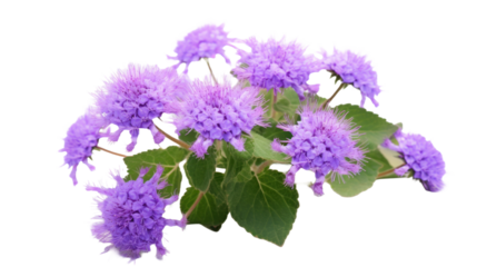 Ageratum flower on a transparent background