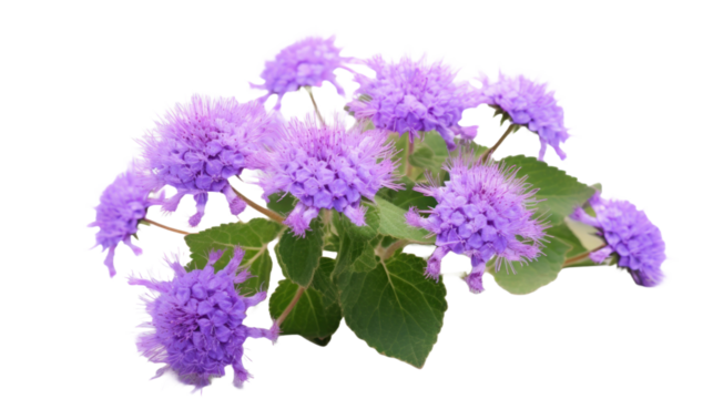 Ageratum flower on a transparent background