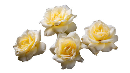 Alba Roses flower isolated on a transparent background