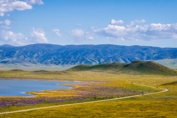 Carrizo Plain National Monument in central California is covered in swaths of yellow, orange and purple from a super bloom of wildflowers.