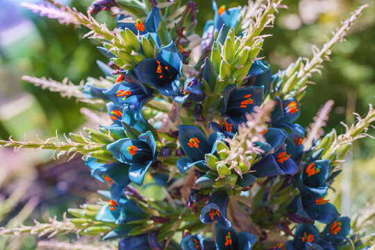 Puya alpestris, Sapphire Tower, giant bromeliad in bloom. Pyramidal flower spikes over 3 ft. long of funnel shaped metallic blue flowers and orange anthers