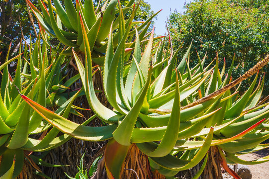 Mountain Aloe (Aloe marlothii) close-up in the garden. Mountain Aloe is a large evergreen succulent