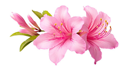 Fototapeta premium Azalea isolated on a transparent background