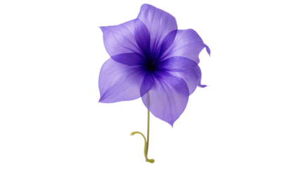Balloon flower isolated on a transparent background