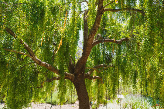 Mayten tree (Maytenus boaria), evergreen weeping tree in the garden on a bright sunny day