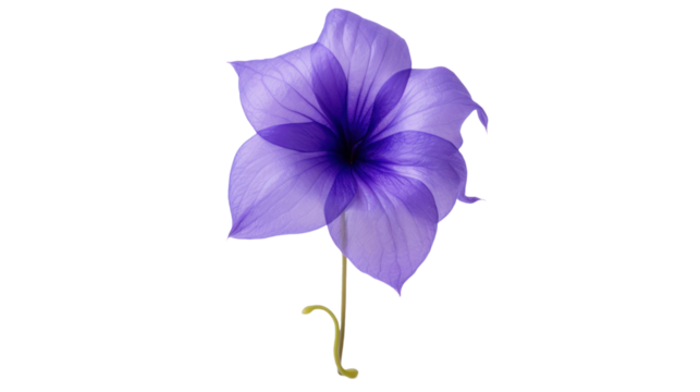 Balloon flower isolated on a transparent background - Powered by Adobe