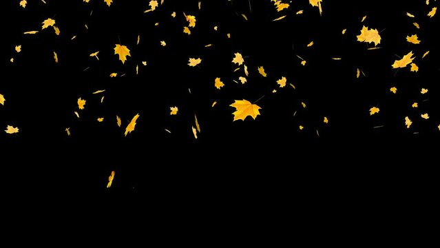 Autumn yellow leaves fall down on a black background