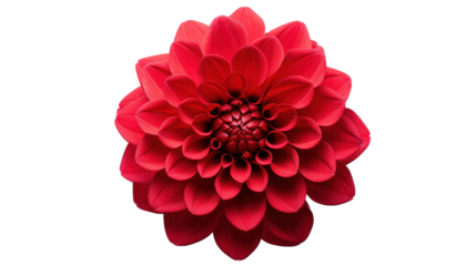 Belle Amour flower isolated on a transparent background